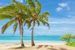 palm-trees-tropical-beach-sand-sky-dszc.jpg