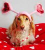 cute-valentines-day-dachshund-wallpaper.jpg