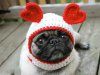 dog-etsy-valentines-day-1.jpg