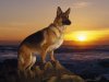 german-shepherd-dog-at-sunset-wallpaper.jpeg