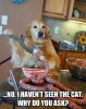 missing-cat.jpg