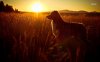 22578-border-collie-in-the-sunset-1280x800-animal-wallpaper.jpeg