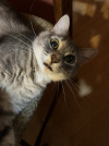 Catt.png