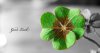 saint-patricks-day-Background-4.jpg