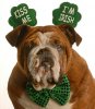 st-patrick-s-day-dog-8108663.jpg