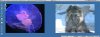 desktop.jpg