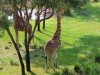 akl - giraffe.jpg