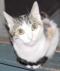 calli.jpg