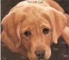 yellow lab sad.jpg