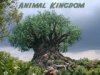 animal kingdom.jpg