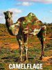 camelflage.jpg