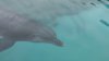 Dolphin5.jpg