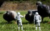 star_wars_stormtroopers_grass_pige.jpg