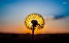 19145-dandelion-in-the-sunset-1280x800-photography-wallpaper.jpeg