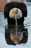 eagle-drinking-water-with-look-of-consternation1.jpg