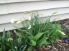 daffodils.JPG