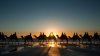 camels-at-sunset-animal-hd-wallpaper-1920x1080-25013.jpeg