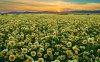 field-of-gazanias-1186-1280x800.jpeg