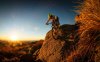 mountain-bike-cyclist-2-1280x800.jpg