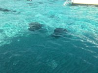 IMG_1629.jpeg