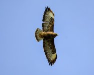 IMG_8677.jpg