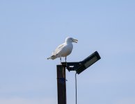 IMG_8698.jpg