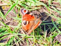 IMG_8704.jpg