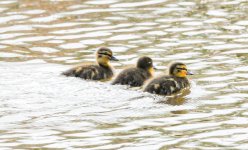 DSC_3517.jpg
