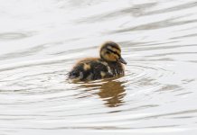 DSC_3595.jpg