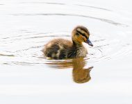 IMG_8778.jpg