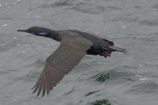 DSC_8128_DxO.jpg