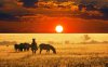 beautiful_zebra_pic.jpg