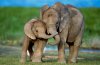 4.-Elephants.jpg