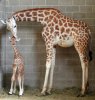 giraffe-mom.jpg