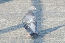 DSC_5111.jpg