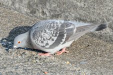 DSC_5135.jpg