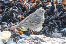 DSC_5147.jpg