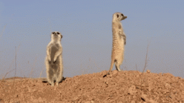 giphy (2).gif