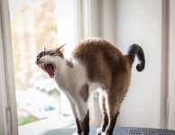 IMG_3017.jpeg