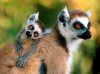 animal_mother_baby (3).jpg
