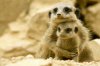 meerkat-mom-and-baby.jpg