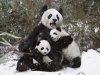 panda-mother-and-baby-animals_afe09d8987.jpg