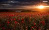 beautiful-sunset-over-the-poppy-field-6826-1280x800.jpeg