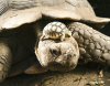 tortoise-baby-and-mother-400x315.jpg