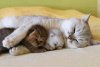 A-momma-cat-sleeping-with-her-two-kitties1.jpg
