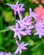 IMG_5324.jpg