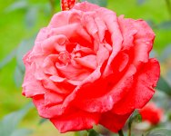 IMG_5351.jpg