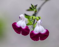 IMG_5411.jpg