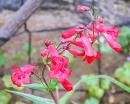 IMG_5429.jpg