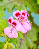 IMG_5433.jpg